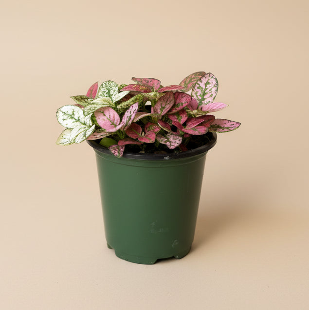 Polka Dot Plant