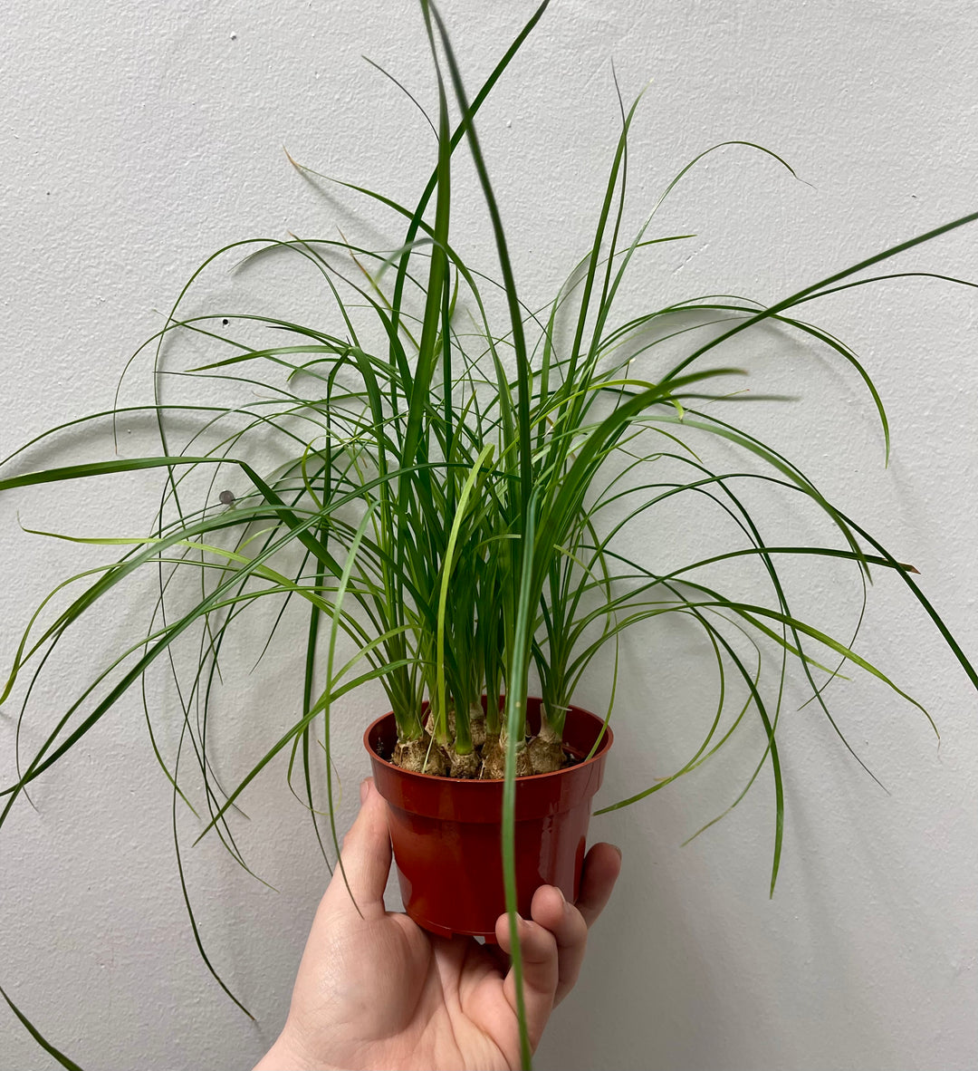 Ponytail Palm