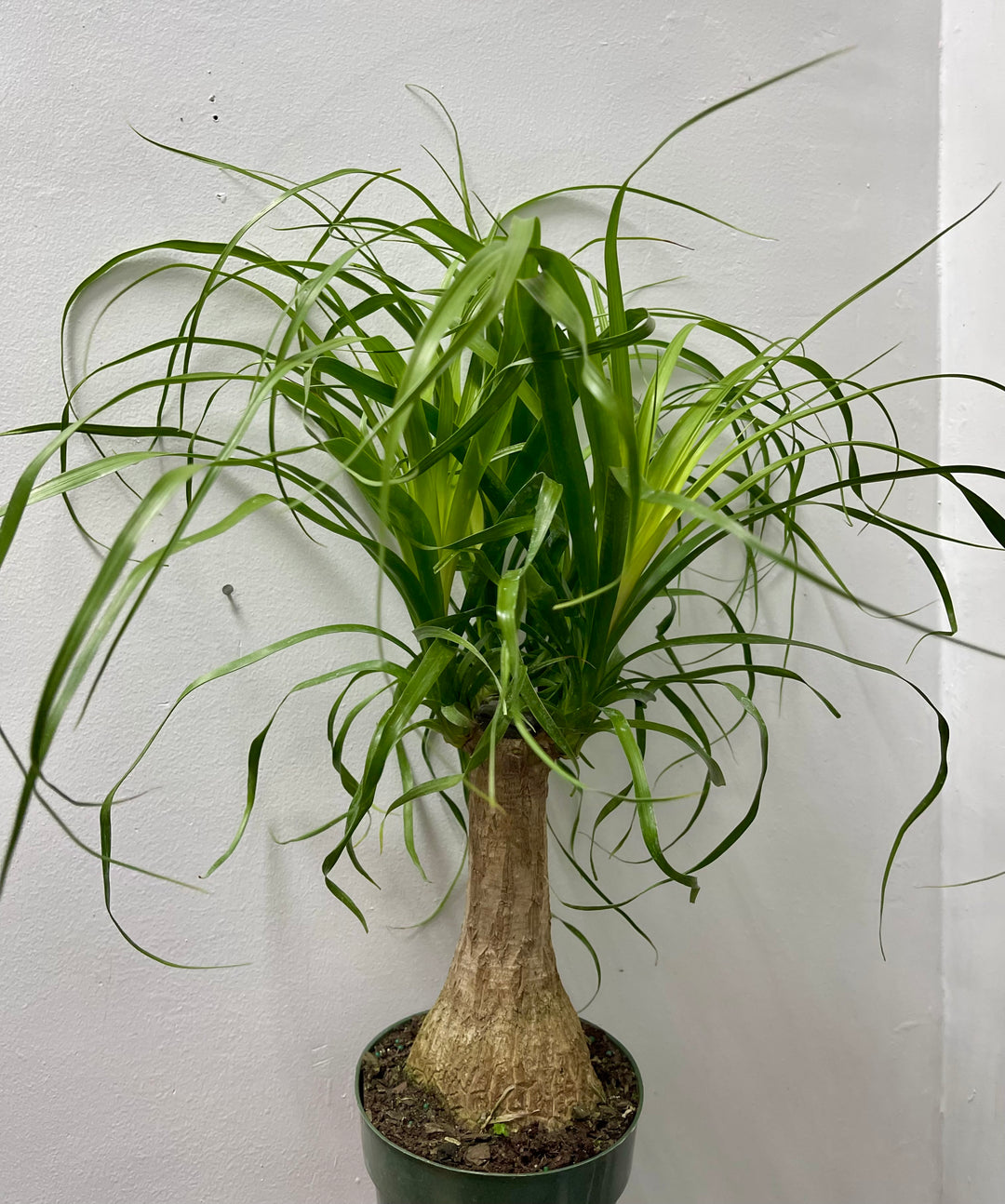 Ponytail Palm