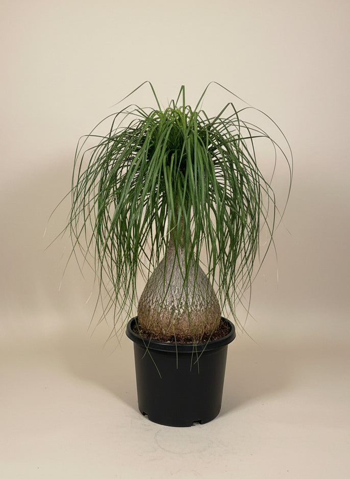 Ponytail Palm - Thumbnail 3