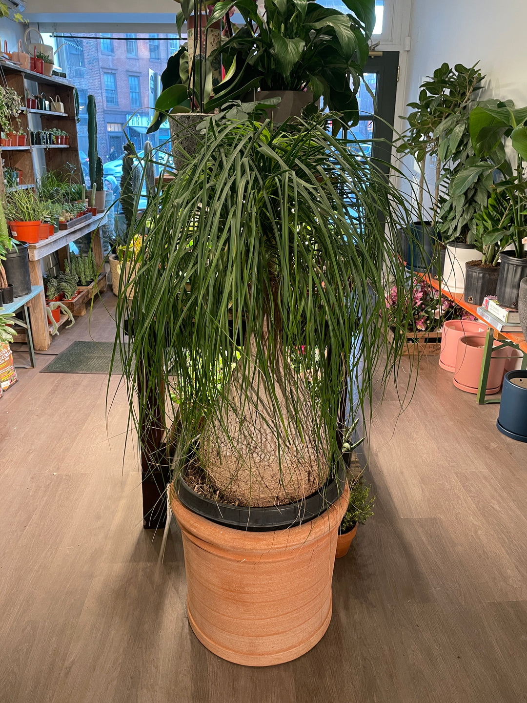 Ponytail Palm