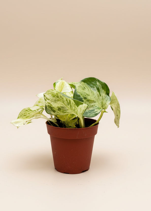 Pothos Manjula Compacta