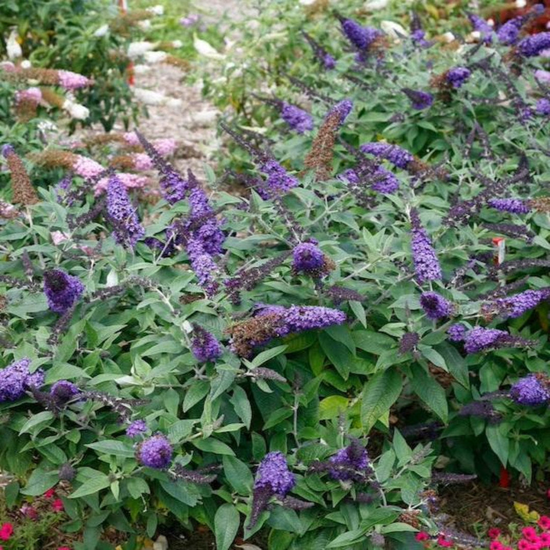 Pugster Blue® Butterfly Bush