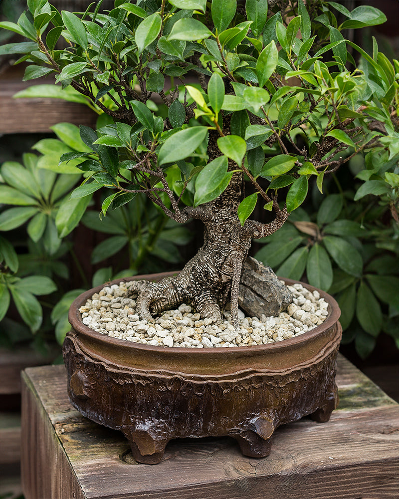 Horticultural Pumice Stone