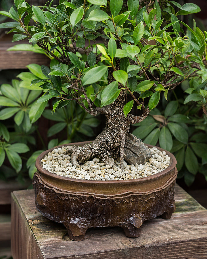 Horticultural Pumice Stone