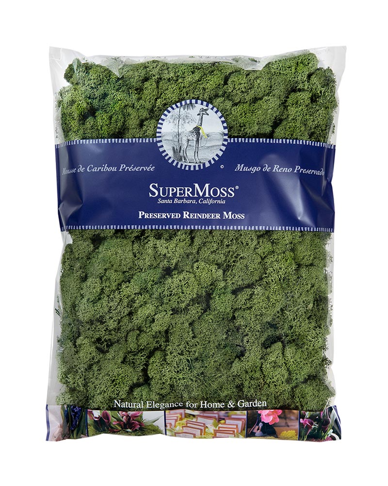 Reindeer Moss