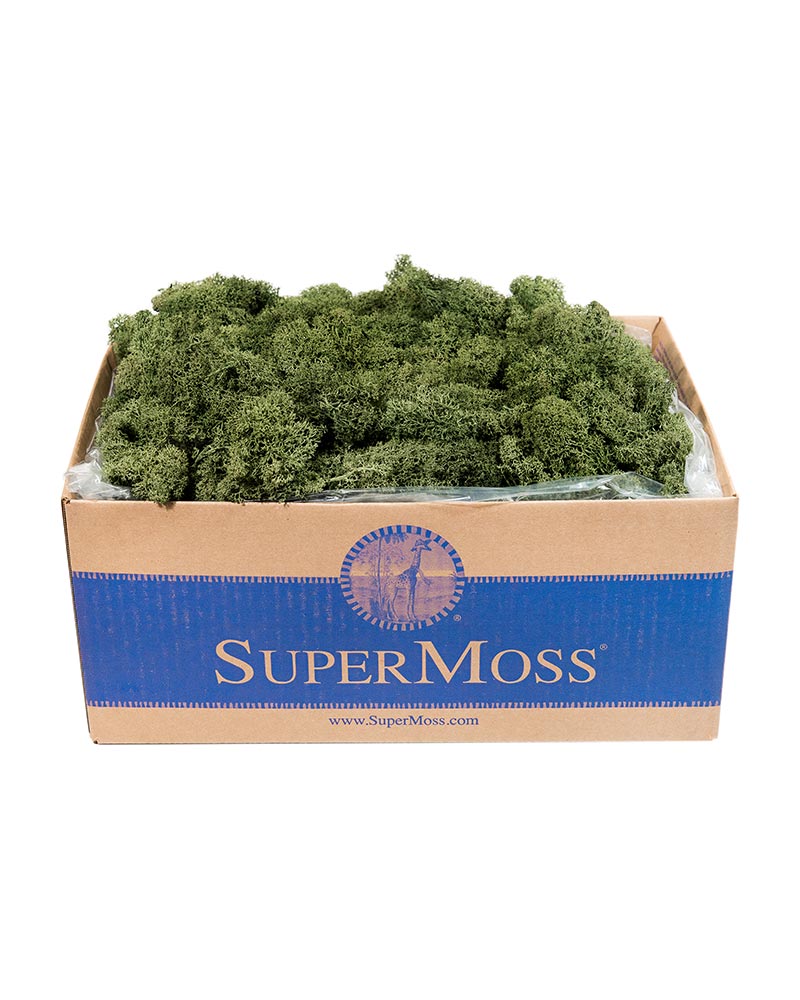 Reindeer Moss