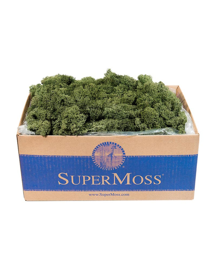 Reindeer Moss