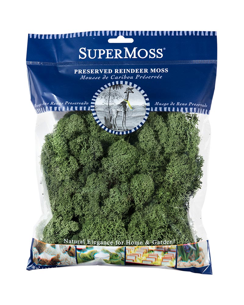 Reindeer Moss
