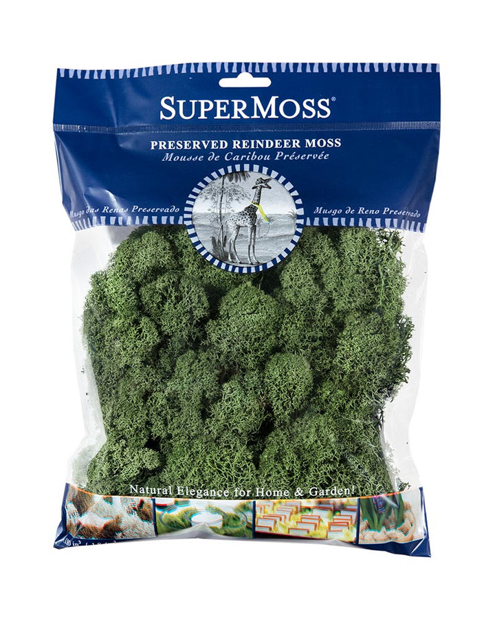 Reindeer Moss