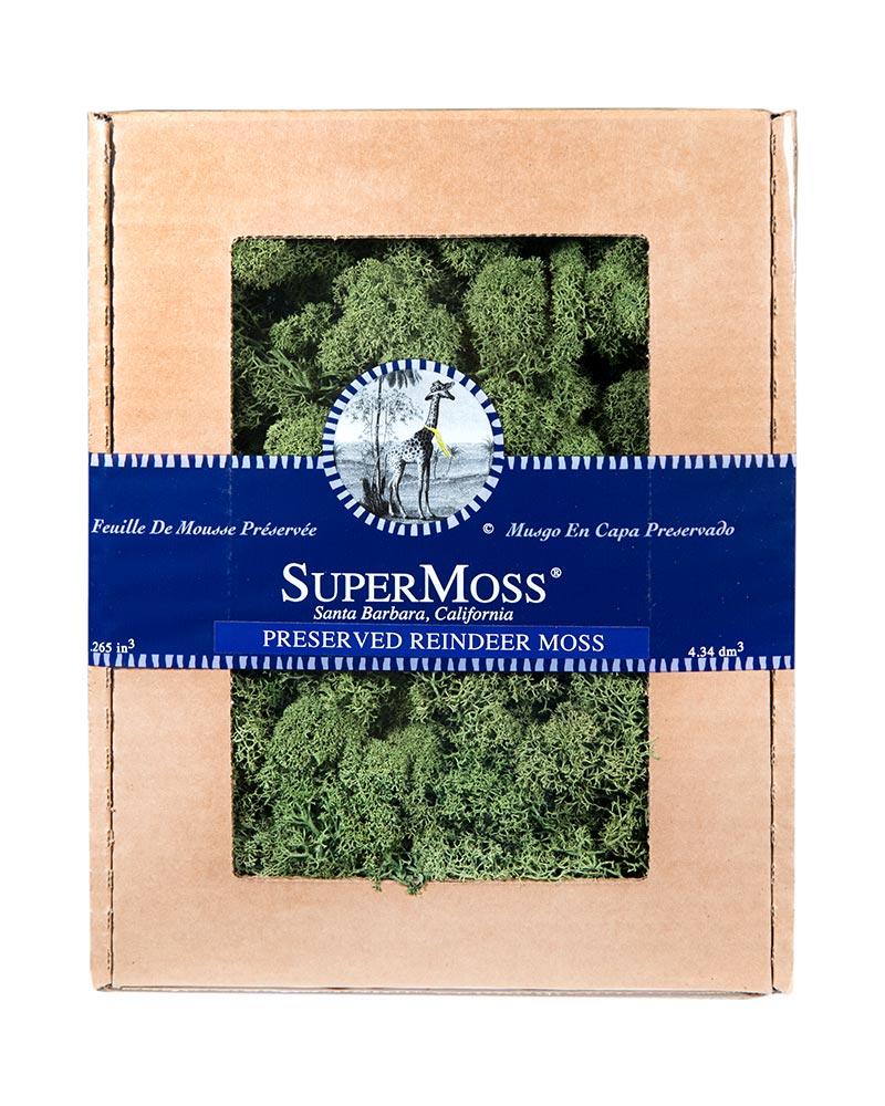 Reindeer Moss