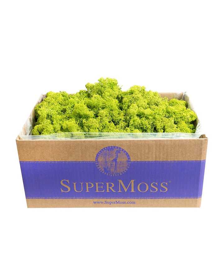 Reindeer Moss