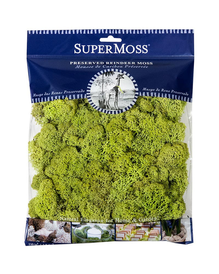 Reindeer Moss