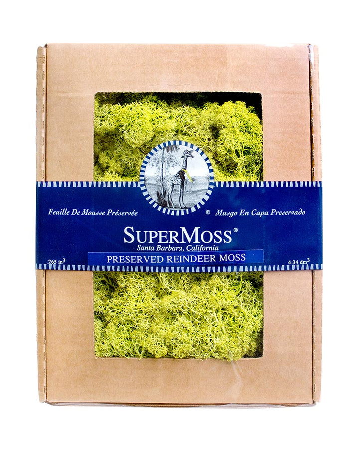 Reindeer Moss