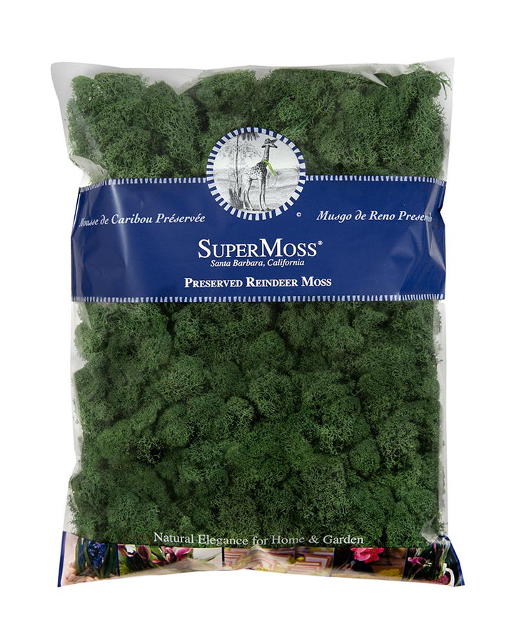 Reindeer Moss