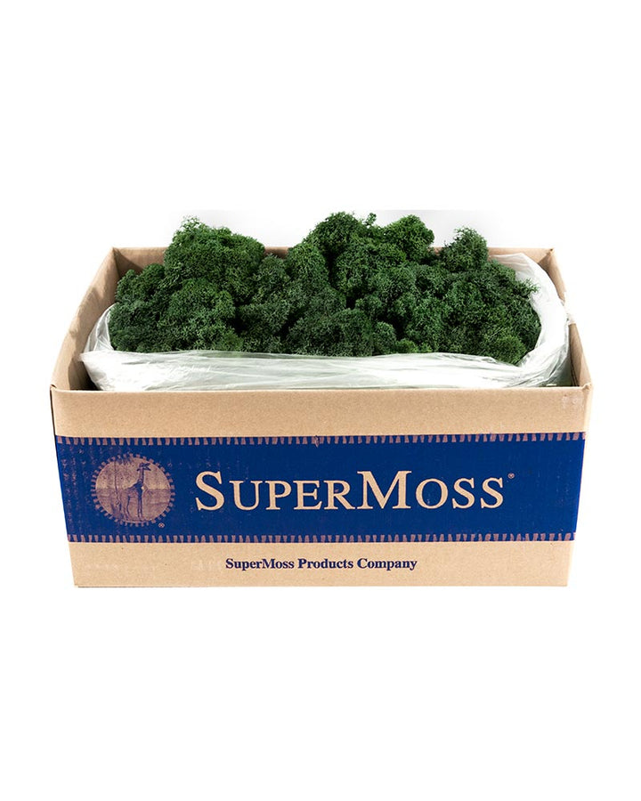 Reindeer Moss