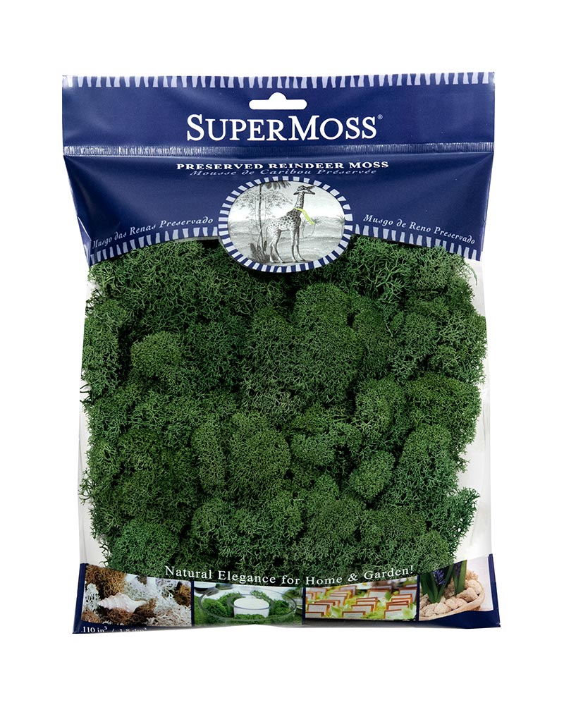 Reindeer Moss
