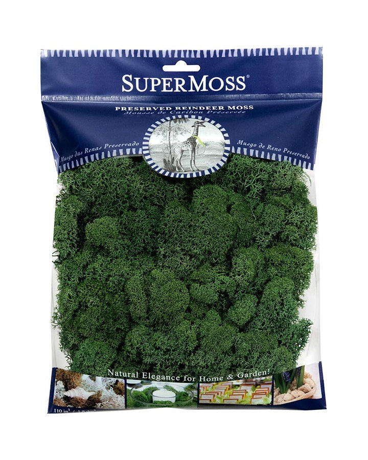 Reindeer Moss