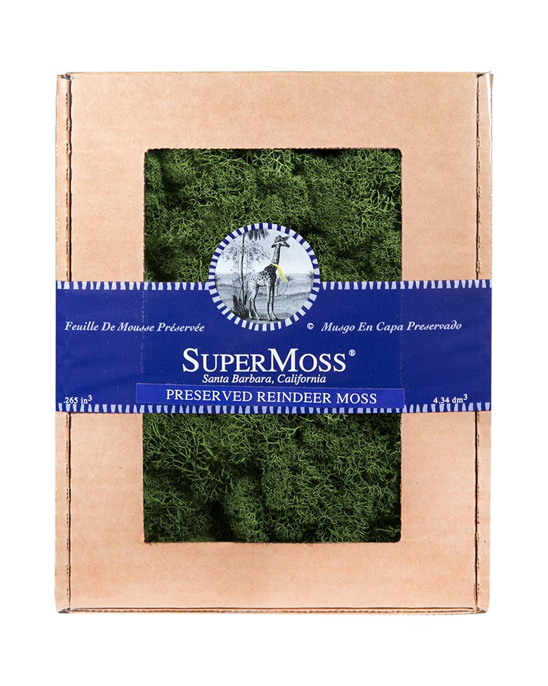 Reindeer Moss