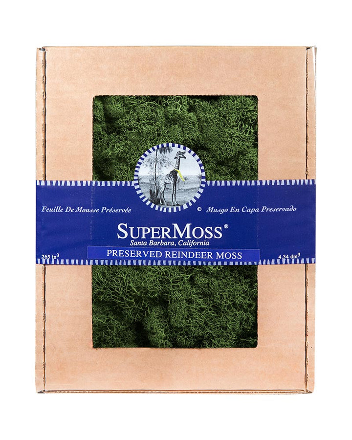 Reindeer Moss