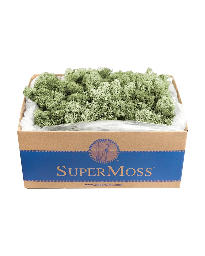 Reindeer Moss