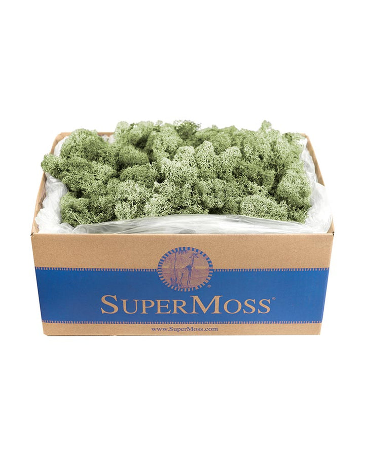 Reindeer Moss