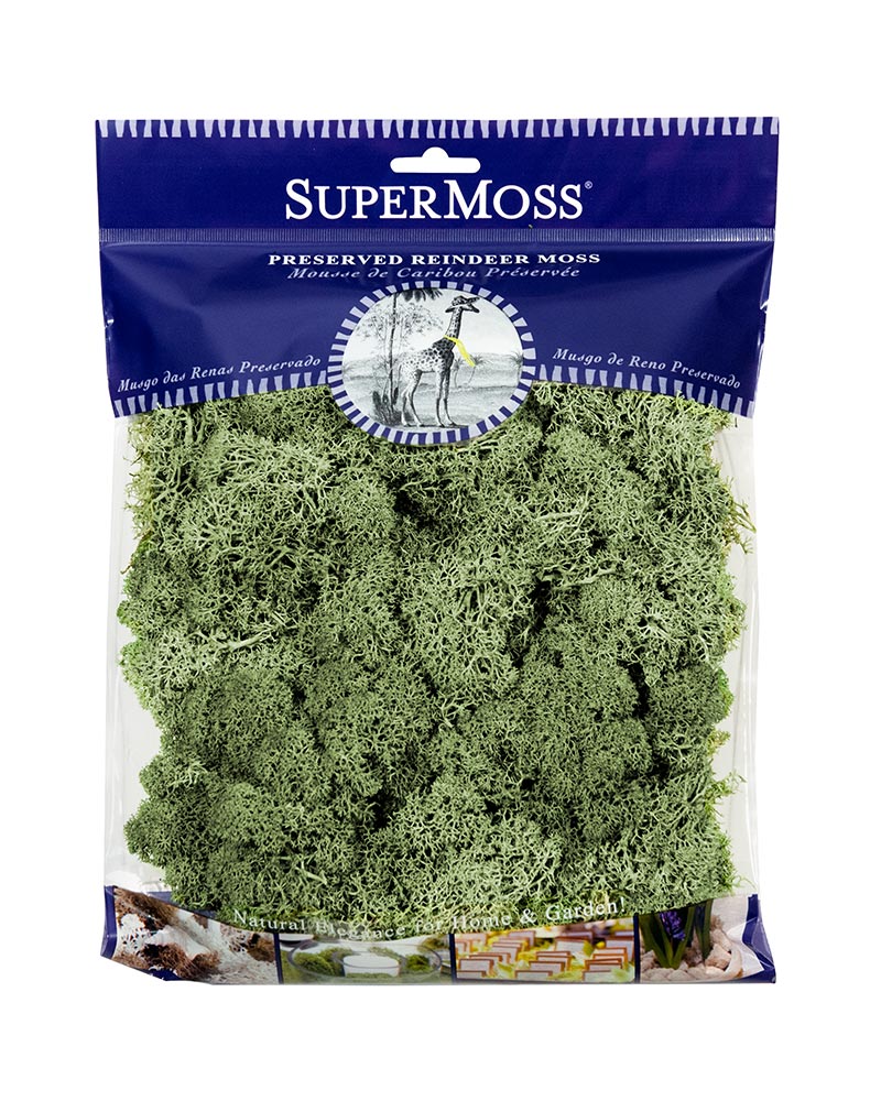 Reindeer Moss