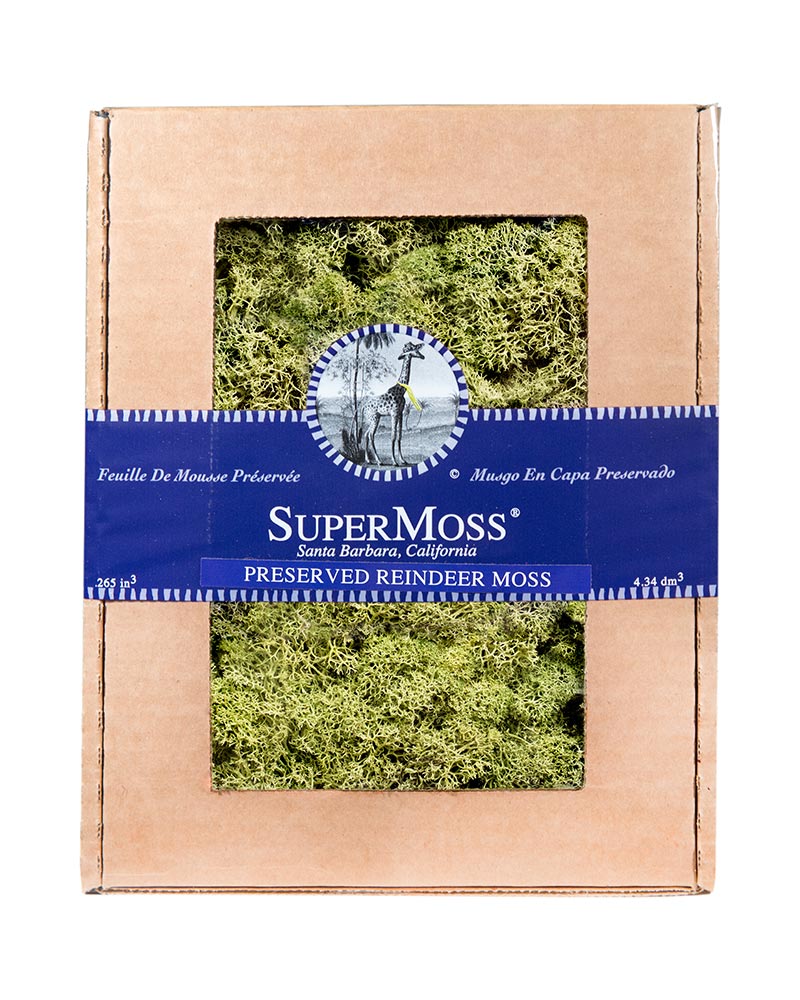 Reindeer Moss