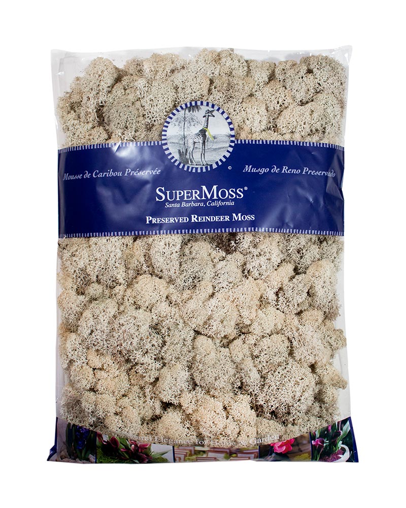 Reindeer Moss