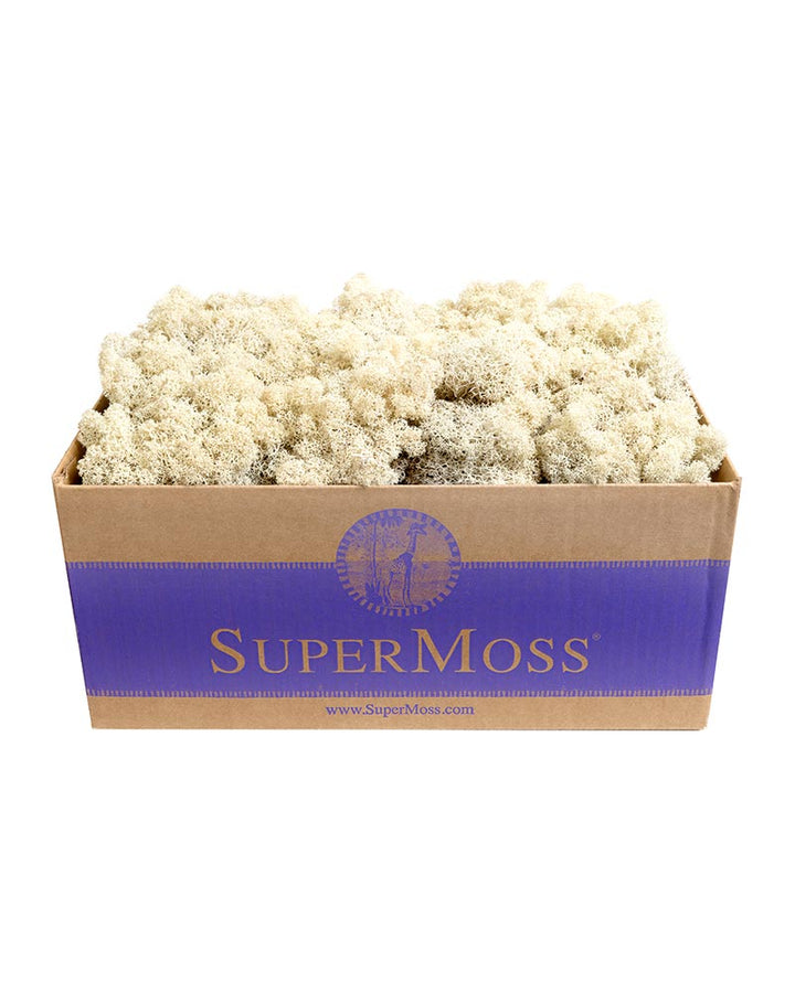 Reindeer Moss