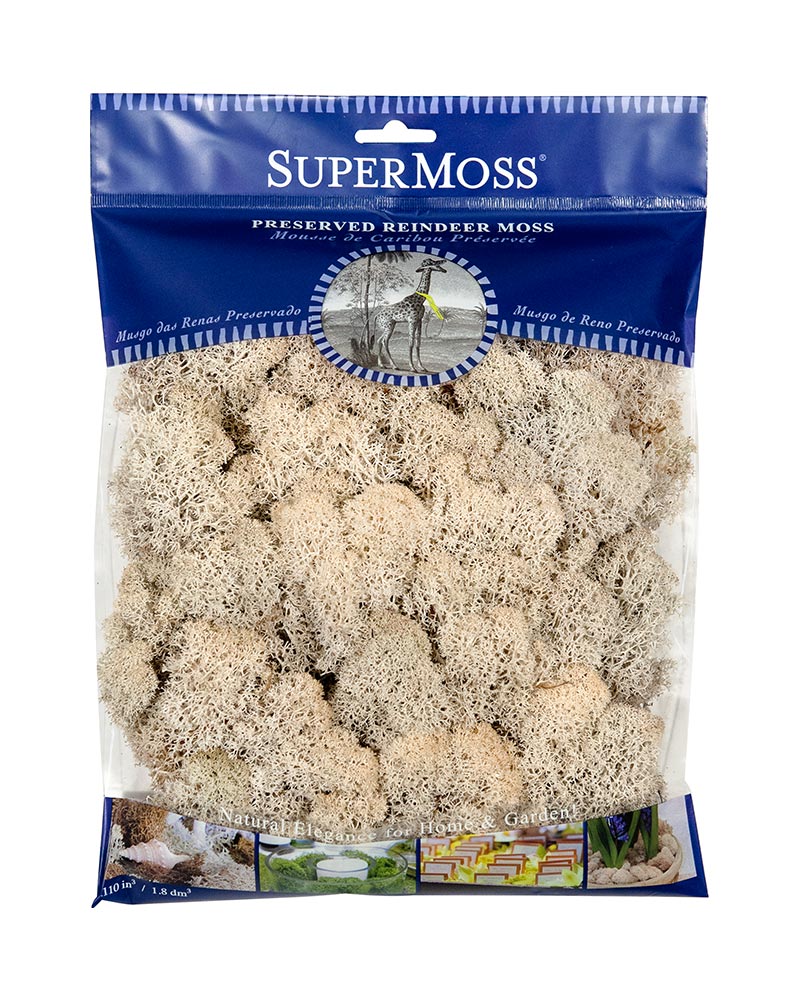 Reindeer Moss