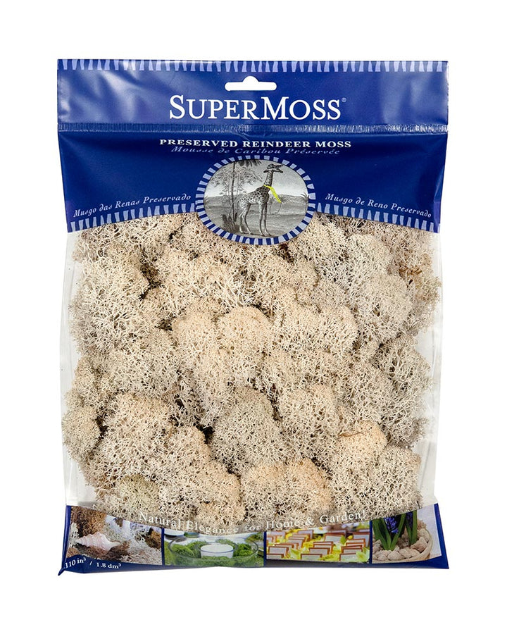 Reindeer Moss