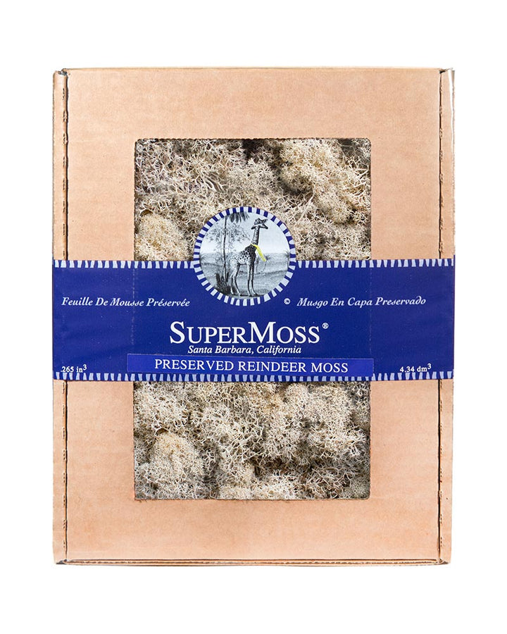 Reindeer Moss