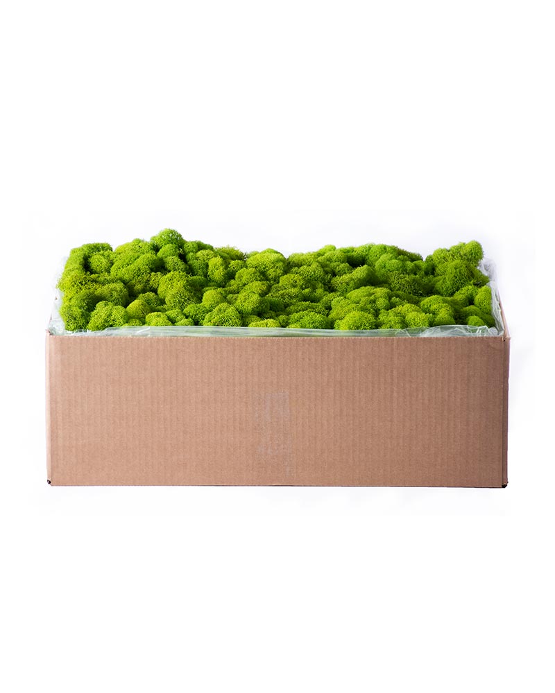 Reindeer Moss