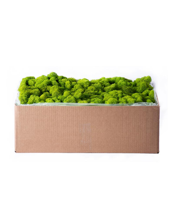 Reindeer Moss