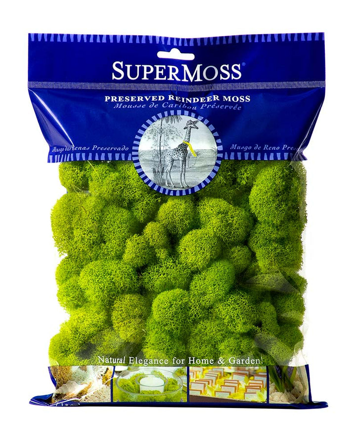 Reindeer Moss