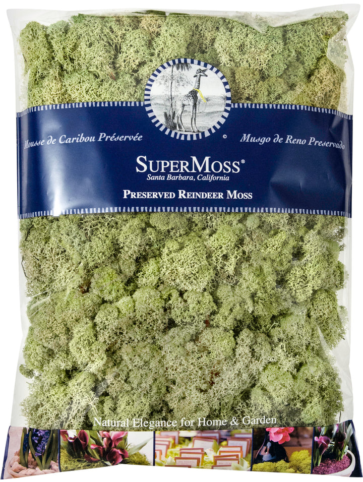 Reindeer Moss