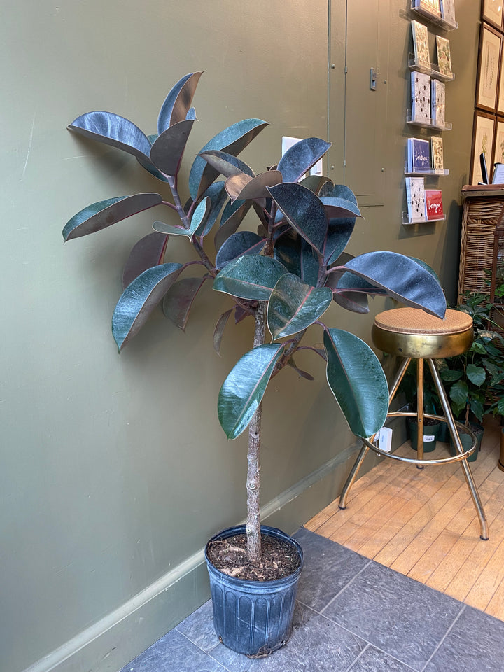 Ficus Burgundy