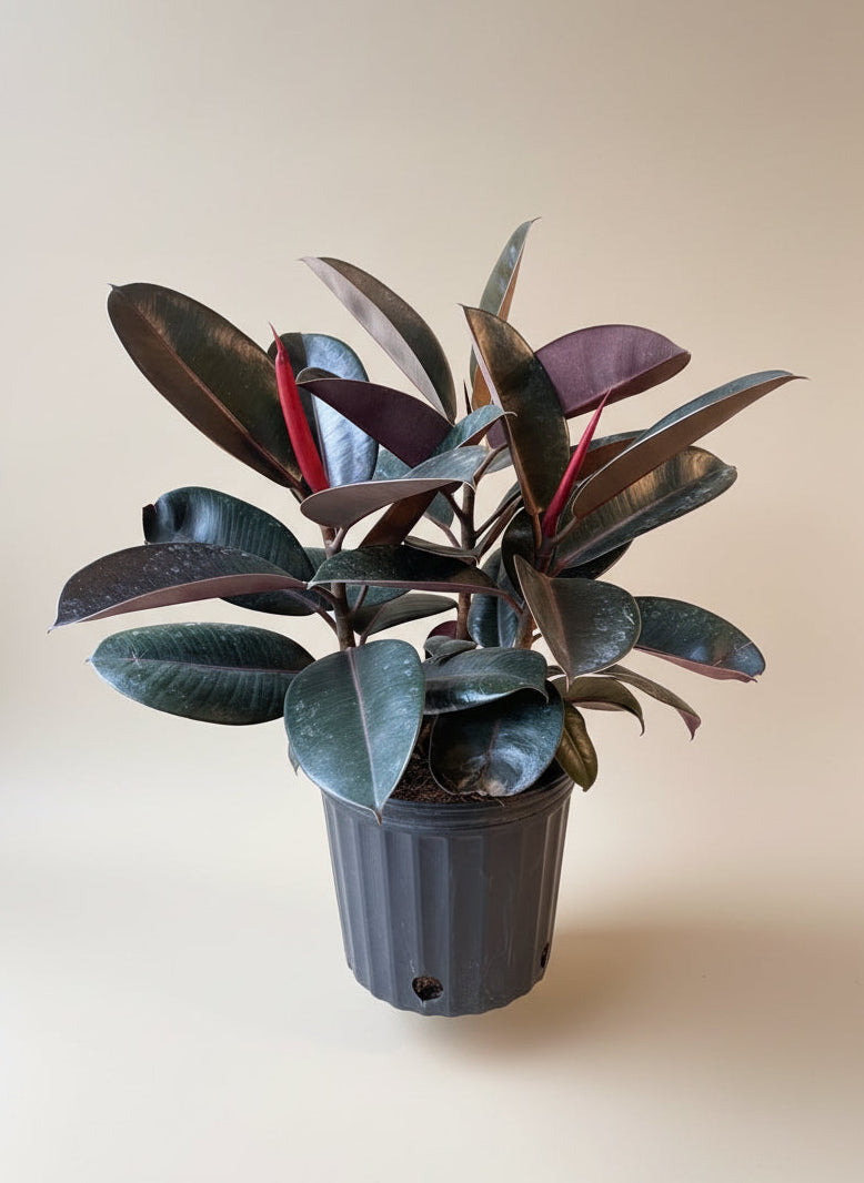 purple rubber tree Ficus Burgundy – The Old Yew Plant Shop