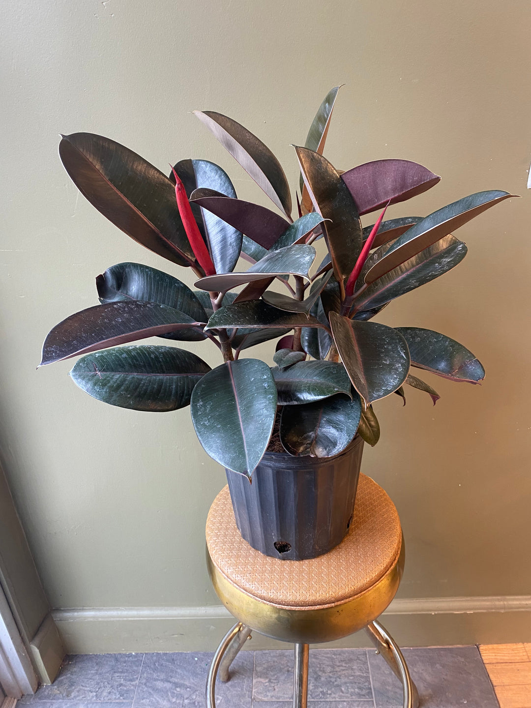 Ficus Burgundy