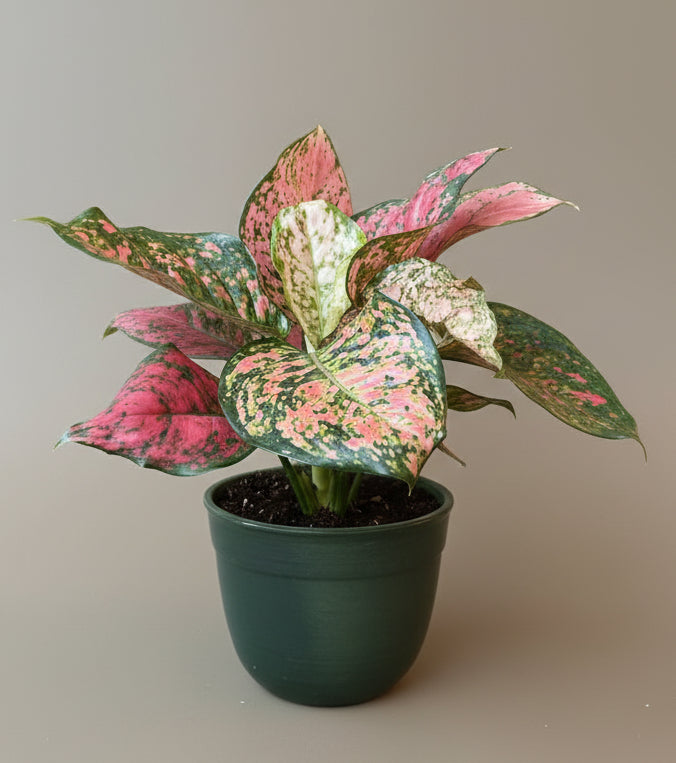 Aglaonema 'Ruby Ray'