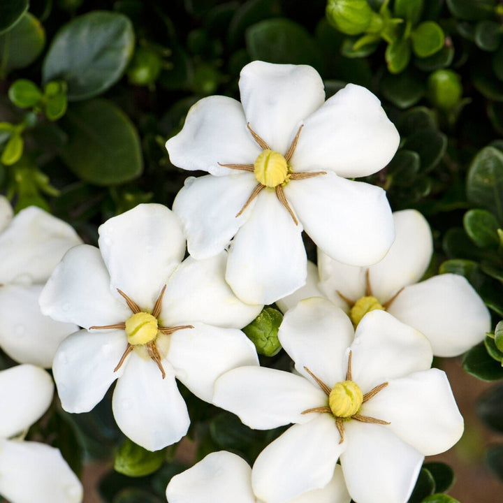 ScentAmazing® Gardenia