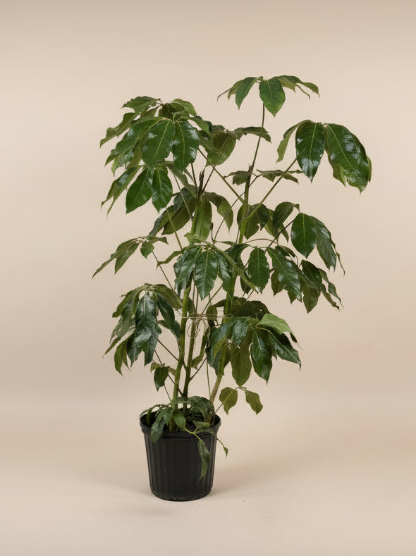 Schefflera 'Amate’
