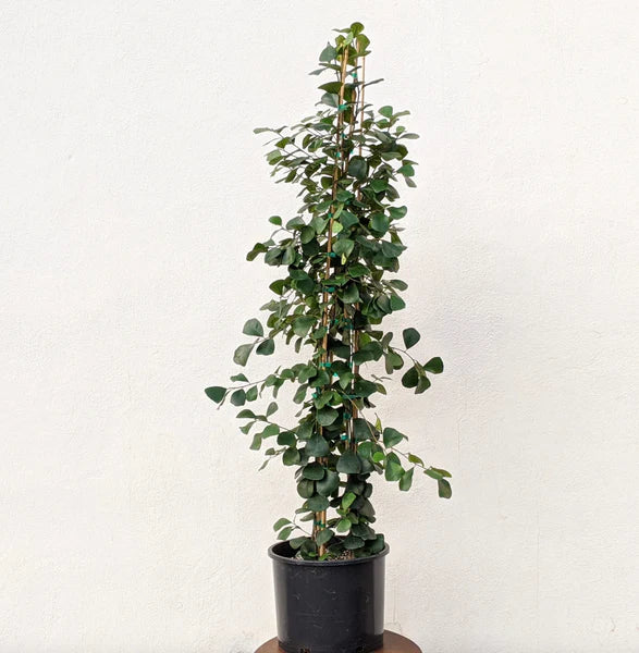 Ficus Triangularis