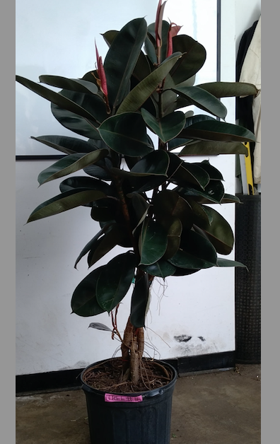 Ficus Burgundy