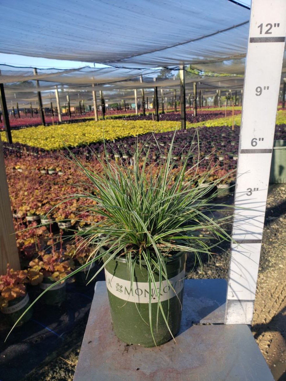 EverColor Everest Variegated Sedge