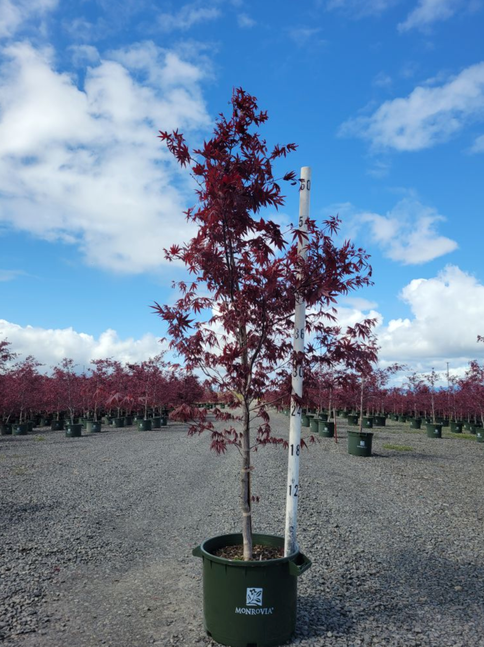 Japanese Maple 'Bloodgood'