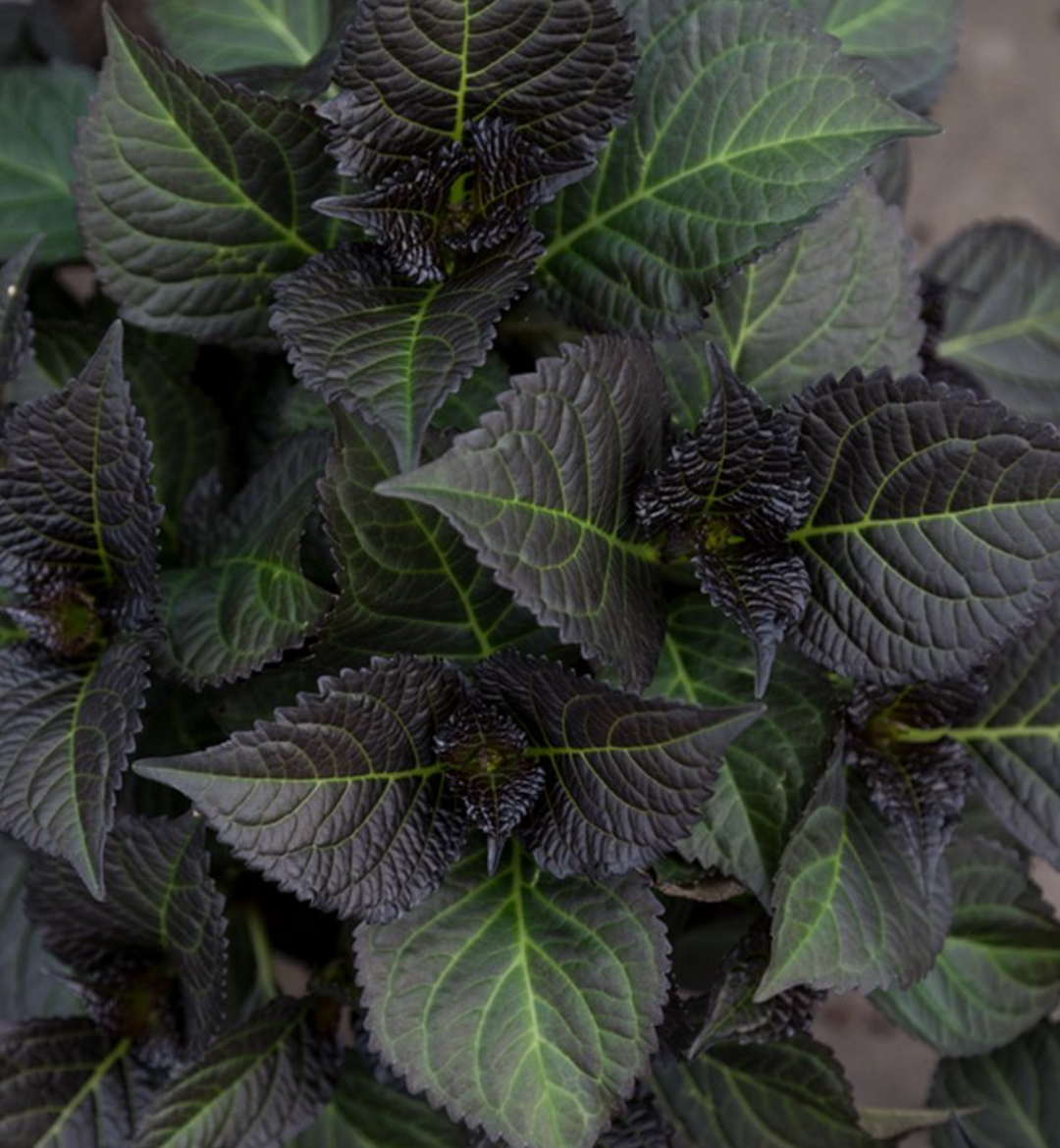 Hydrangea 'Tuxedo Red'