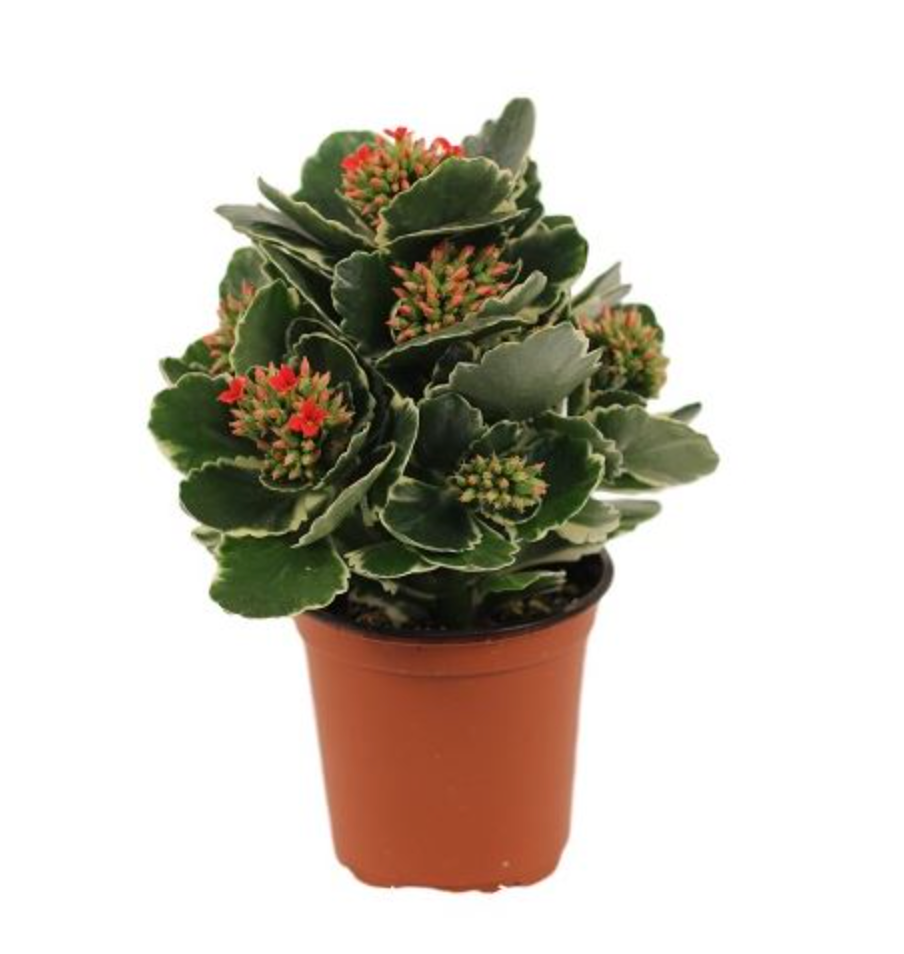 Kalanchoe