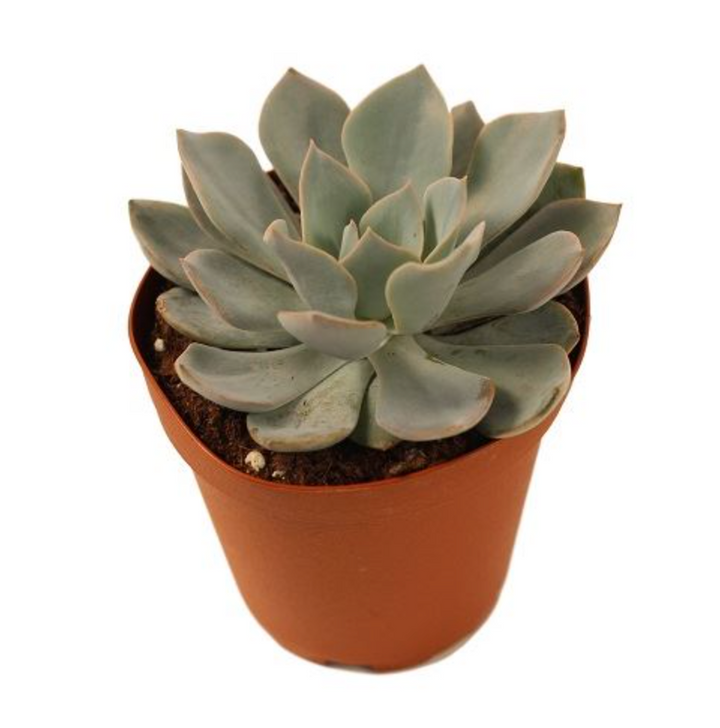 Echeveria